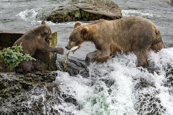 Katmai National Park, Alaska