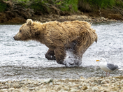 Katmai National Park, Alaska