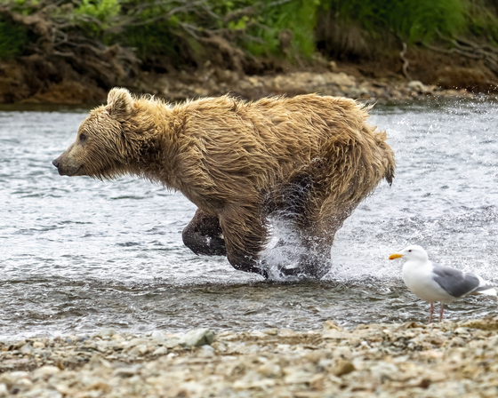 Katmai National Park, Alaska