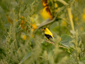 American Goldfinch