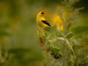 American Goldfinch