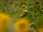 American Goldfinch