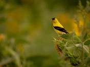 American Goldfinch