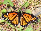 Not a Monarch