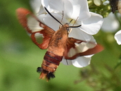 Not a Hummingbird