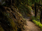 Olympic National Park