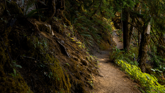 Olympic National Park