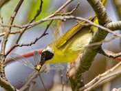 Yellowthroat and dragonfly