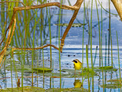 Yellowthroat on lilypad