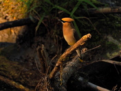 Waxwing at rest
