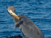 Preening Heron