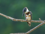 Belted kingfisher