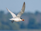 Common tern