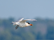 Common tern