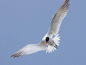 Caspian tern 