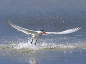 Caspian tern 