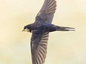 Barn swallow 2024