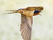Barn swallow 2024
