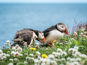 Curious Puffins