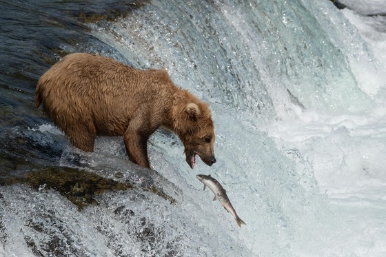 Katmai National Park and Preserve