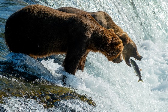 Katmai National Park and Preserve