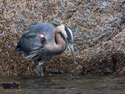 Unhurried Heron