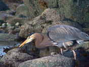 Flushing Out the Prey