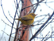 Little Yellow, Warbler that is