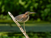 Green heron