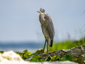 Great blue heron
