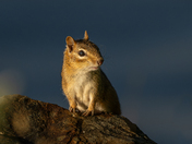 Chipmunk