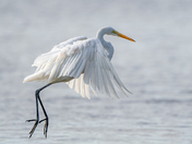 Great egret