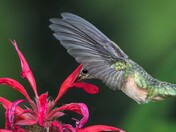 Female Calliope Hummingbird
