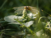 Dragonfly 