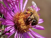 Bee cause it's beautiful