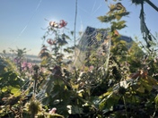 Morning dew on spider web