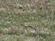 Wind Cave National Park