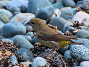Crossbill