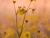 Cup Plant Meadow at Dawn