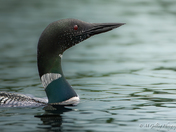 Morning Loon