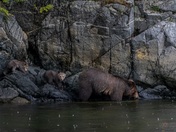 Grizzly Mom and COYS