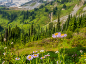 Mount Rainier National Park