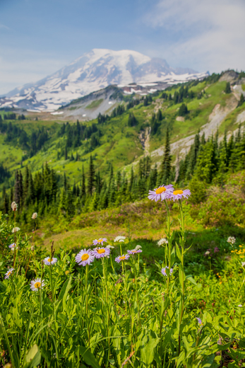 Mount Rainier National Park