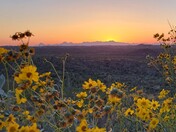 Saguaro National Park