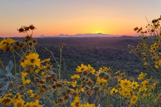 Saguaro National Park
