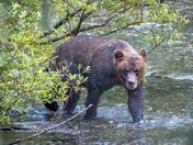 Grizzly cruising the Stream for its next meal.