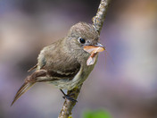 Flycatcher Catch of the Day!