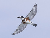 Northern belted female kingfisher
