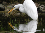 Great Egret reflecting on water