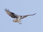 Osprey day 